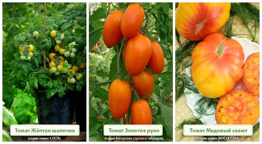 Томат золотое руно характеристика и описание сорта