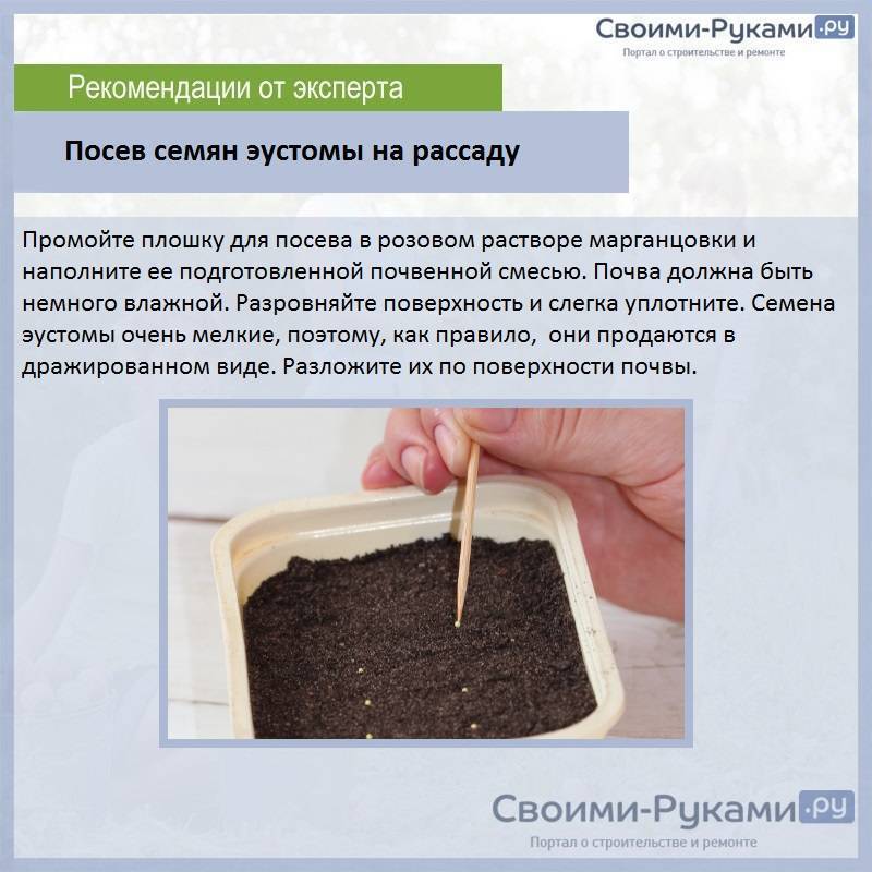Когда и как сажать семена эустомы на рассаду, ухаживать, пикировать