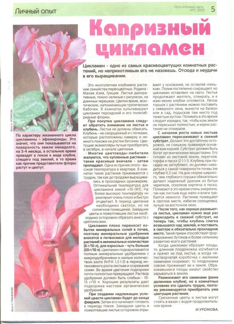 Цикламен