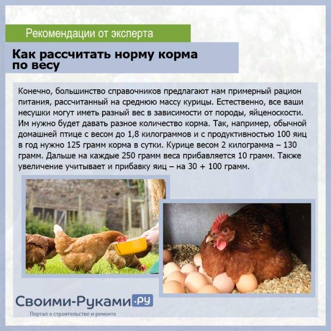 Чем кормить курей, чтобы хорошо неслись в домашних условиях?