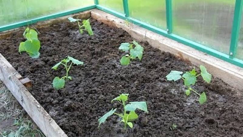 Посадка огурцов в теплицу из поликарбоната: когда сажать и как вырастить?