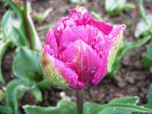 Какой сад без тюльпанов: выращивание и уход в открытом грунте
