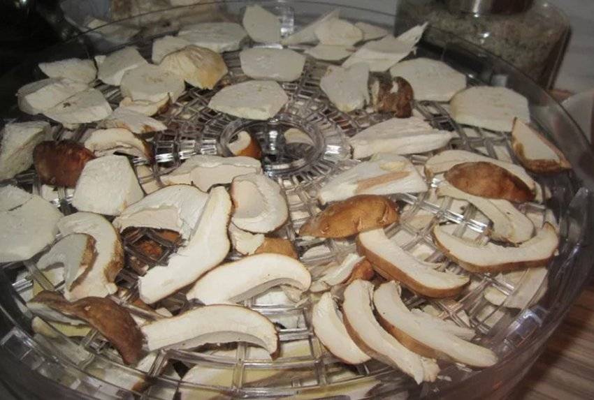 Какие грибы можно сушить на зиму, а какие нельзя и почему