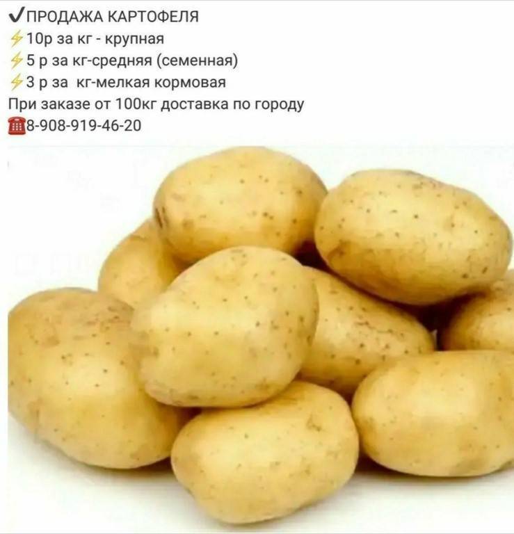 Описание сорта картофеля джелли — особенности выращивания