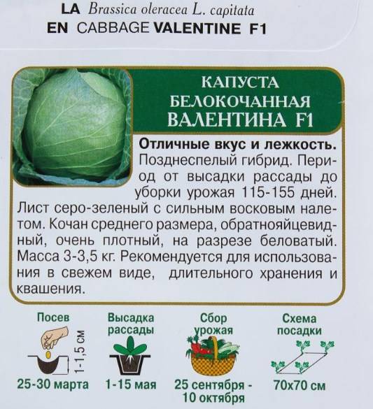 Описание сорта капусты июньская
