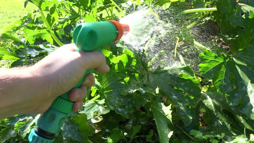 Чем подкормить кабачки в открытом грунте: самые лучшие удобрения, видео