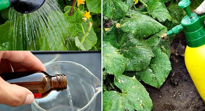 Как защитить капусту от вредителей без химикатов (натуральными средствами)