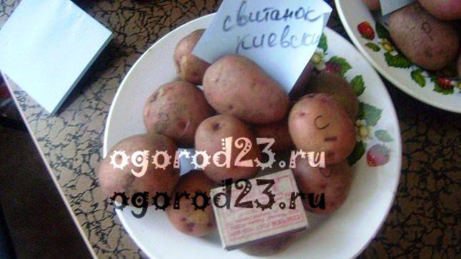 Неприхотливый картофель «свитанок киевский»: описание сорта, характеристика и фото