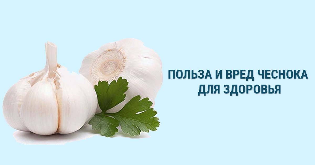 Чеснок