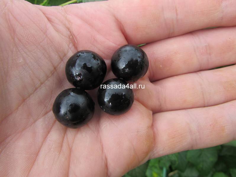 Ранний сладкий сорт чёрной смородины белорусская: описание и внешний вид сорта, фото