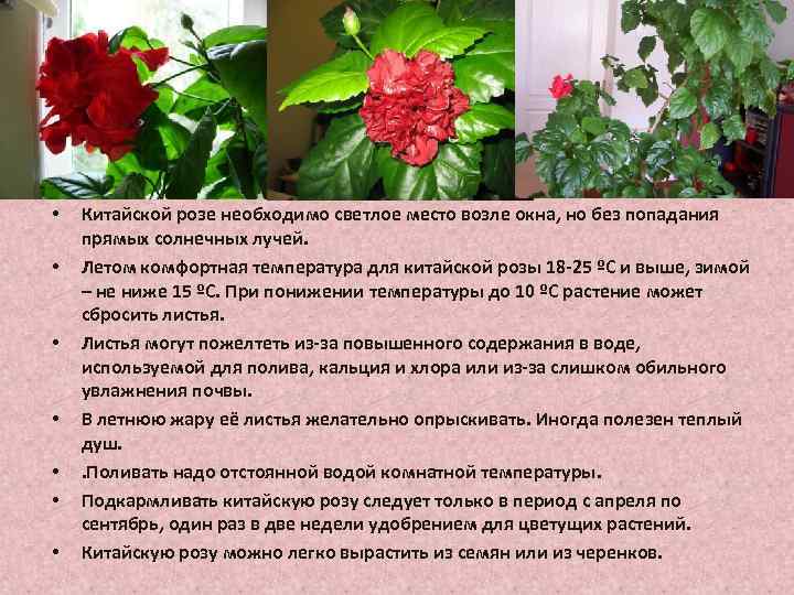 Китайская роза (гибискус): уход в домашних условиях и в саду.