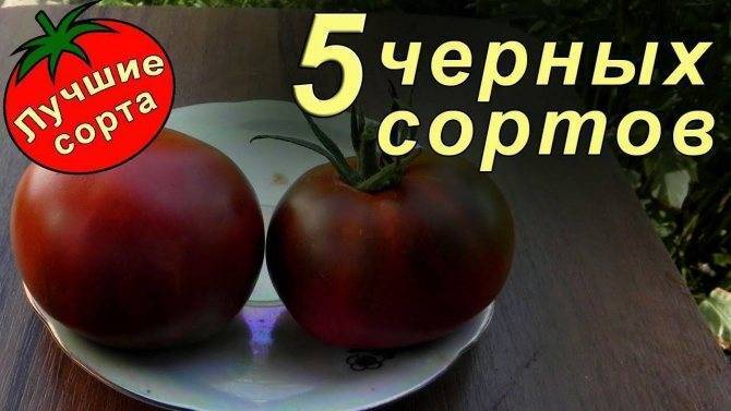Сорт помидор «цыган»: описание и особенности
