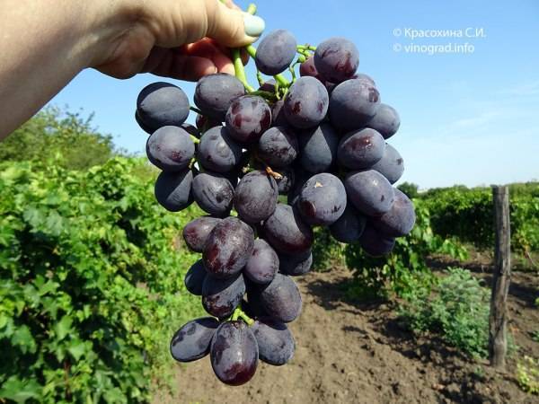 Виноград эверест- описание сорта, правила посадки и выращивания