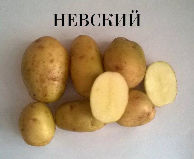 Картофель Невский