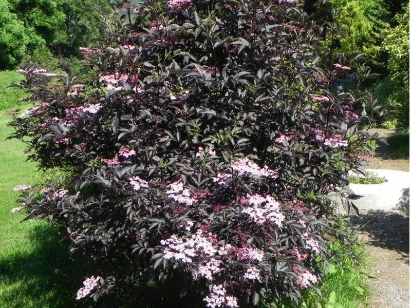✅ бузина чёрная блэк тауэр (sambucus nigra black tower): описание и фото, использование в ландшафтном дизайне, посадка и уход - tehnoyug.com
