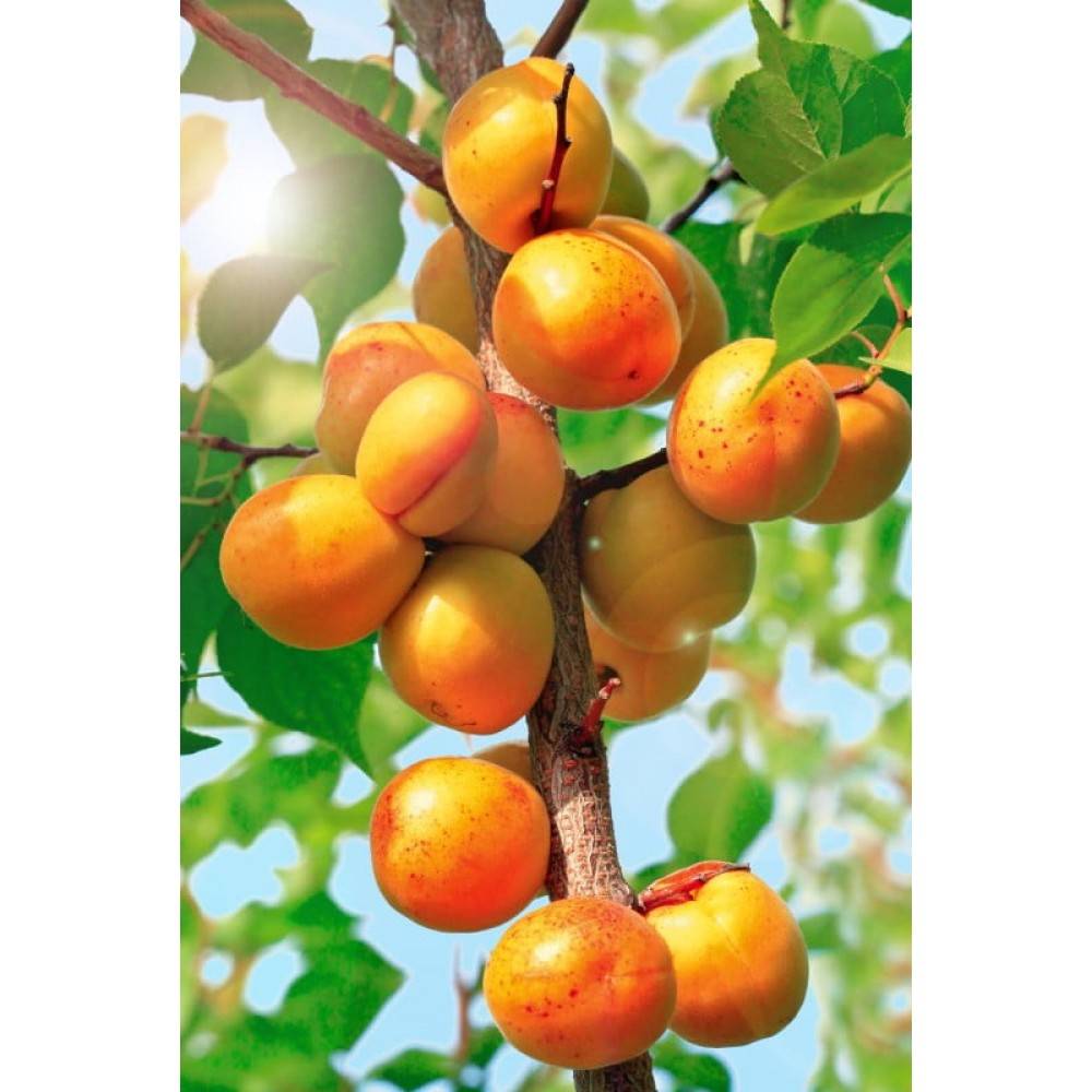 Зимостойкие сорта абрикосов: какой сорт лучше посадить в регионах с морозными зимами