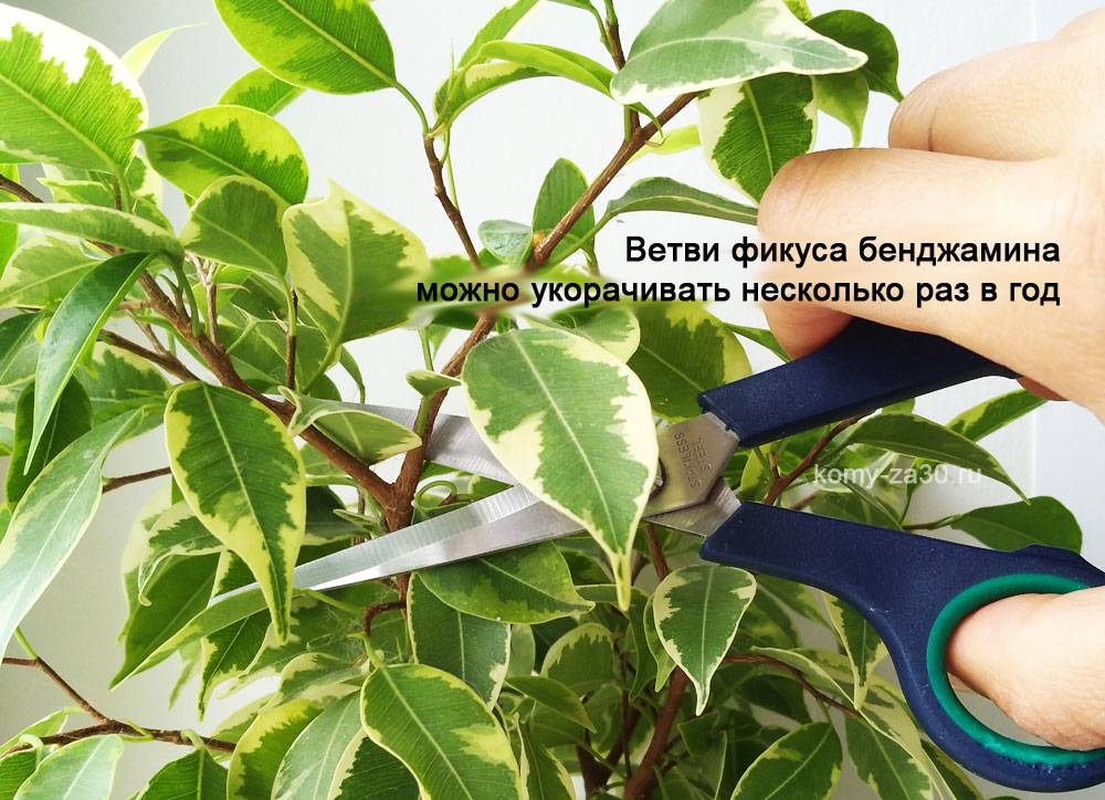 Как обрезать фикус правильно в домашних условиях: бенджамина