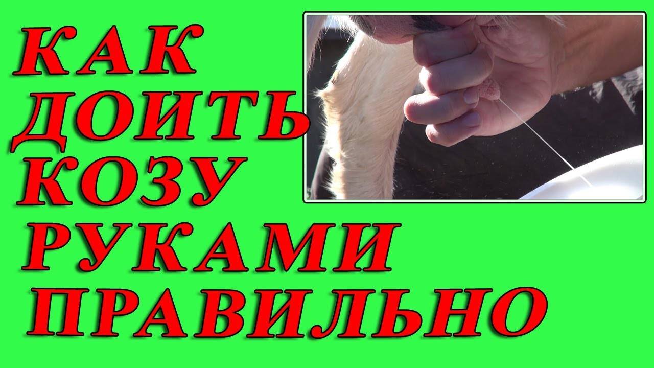 Как правильно доить козу