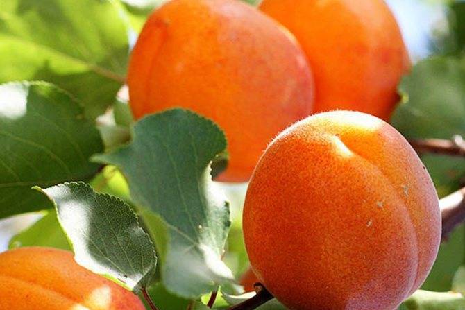 Характеристики сорта абрикосов снегирек, описание плодоношения и правила выращивания