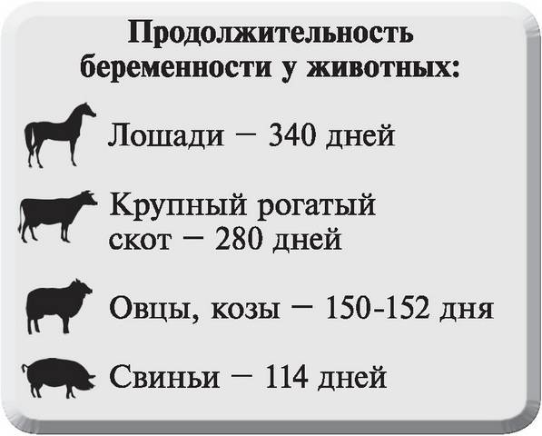 Как лошадь рожает: беременность, срок вынашивания жеребенка, роды