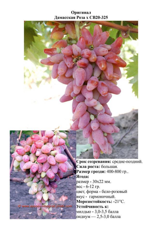 Лучшие сорта розового винограда: описания, вкусовые качества, характеристики и фото