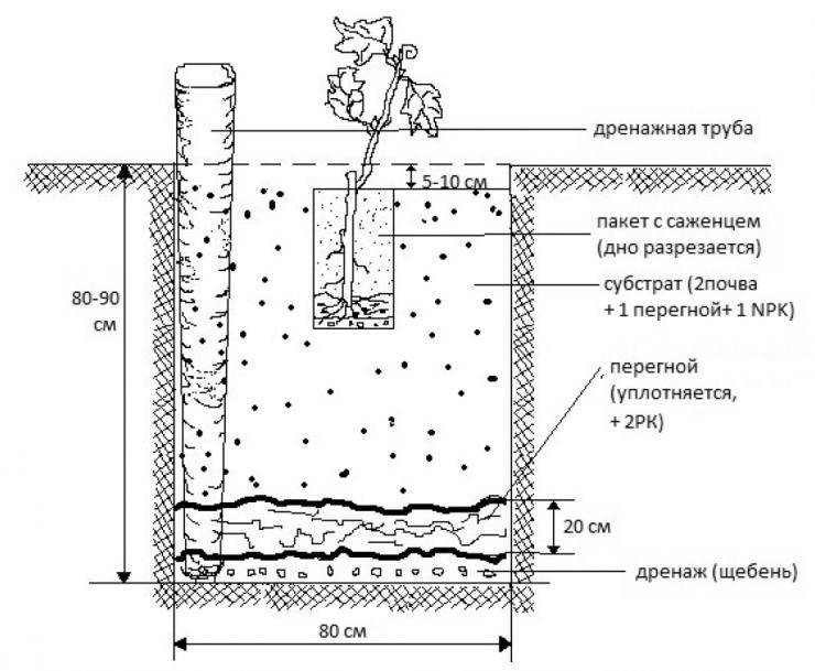 Правила посадки винограда весной