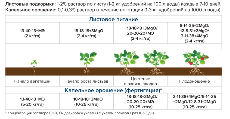 Как поливать огурцы в открытом грунте: периодичность и способы