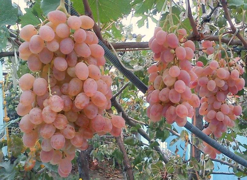 Виноград тайфи: розовый и белый, описание сорта, характеристики, фото selo.guru — интернет портал о сельском хозяйстве