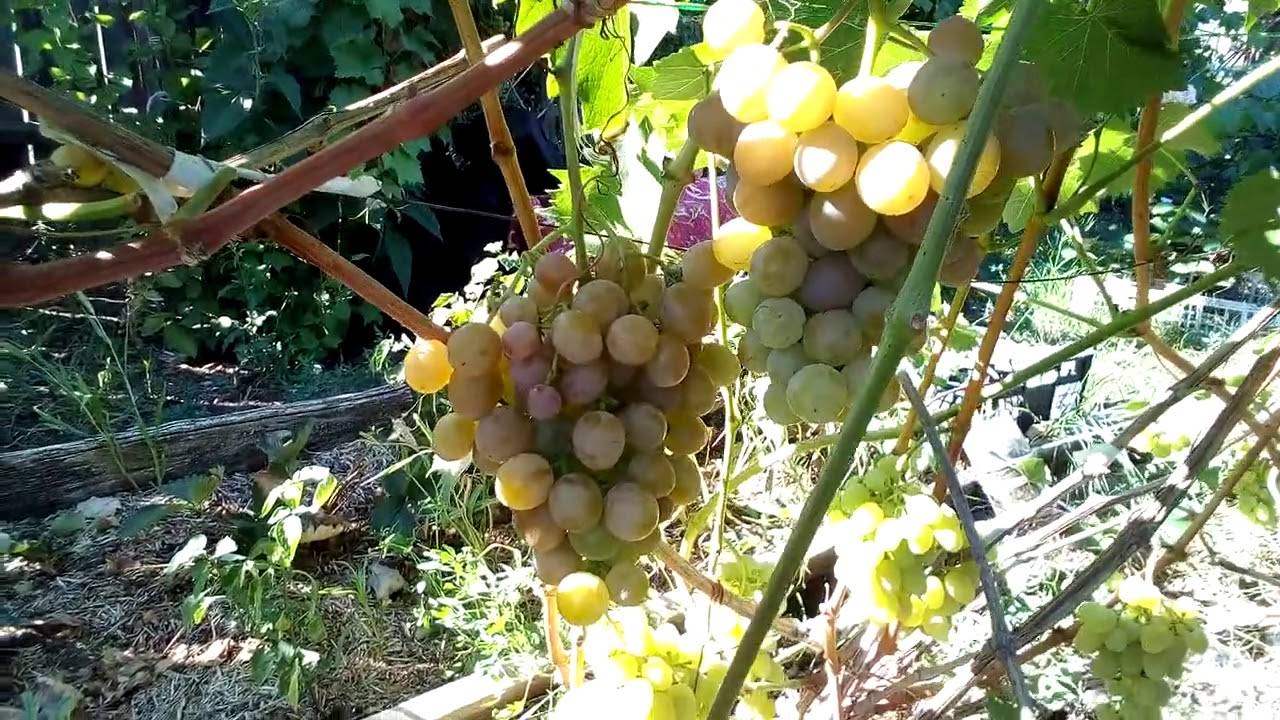 Виноград хамелеон: описание сорта и его характеристики, болезни и вредители, фото