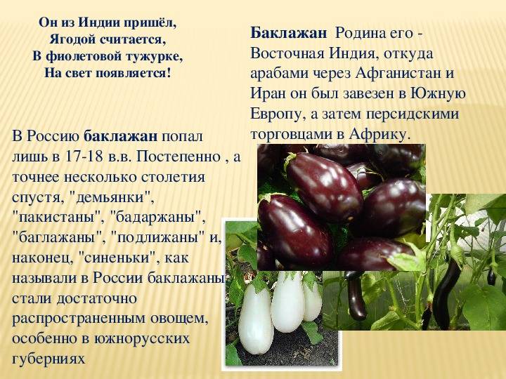 Что такое баклажан? это овощ или ягода или фрукт и к какому семейству относится