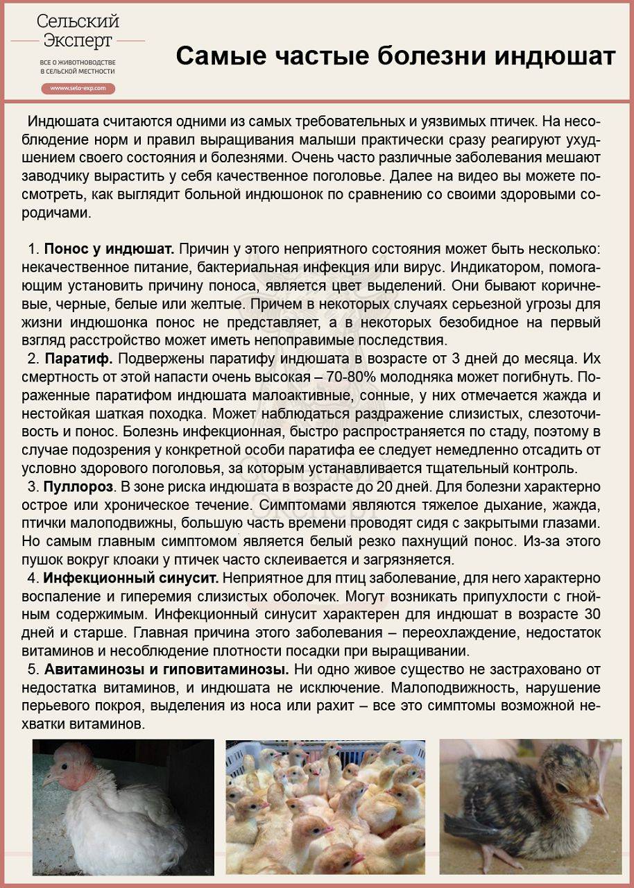 Понос у кур - чем лечить в домашних условиях, жидкий стул - что делать и что дать