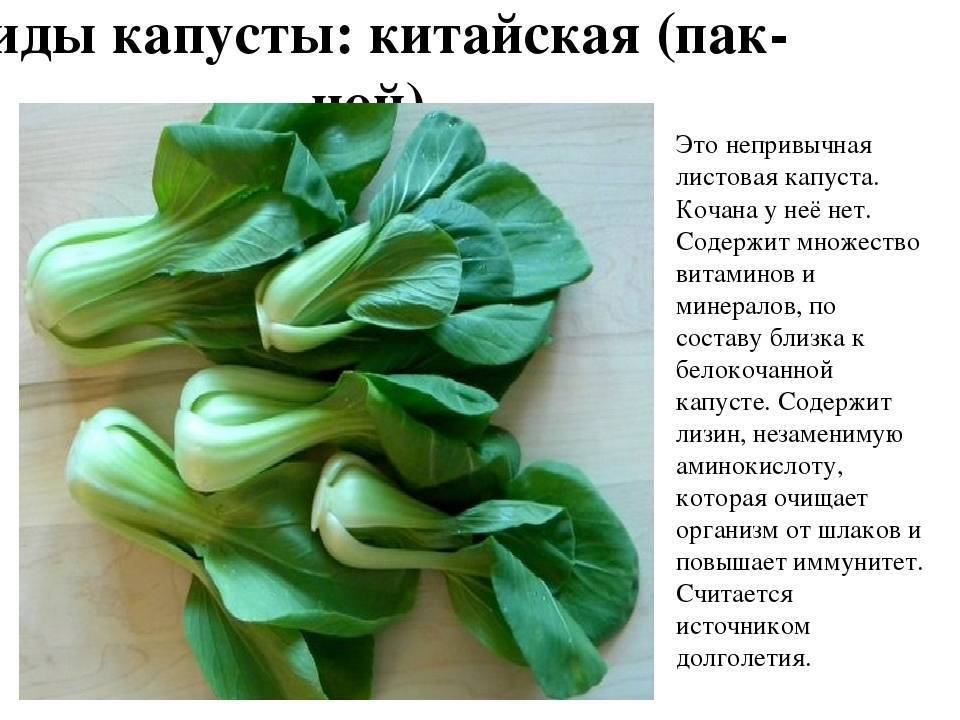 Капуста пак-чой: описание и особенности ухода