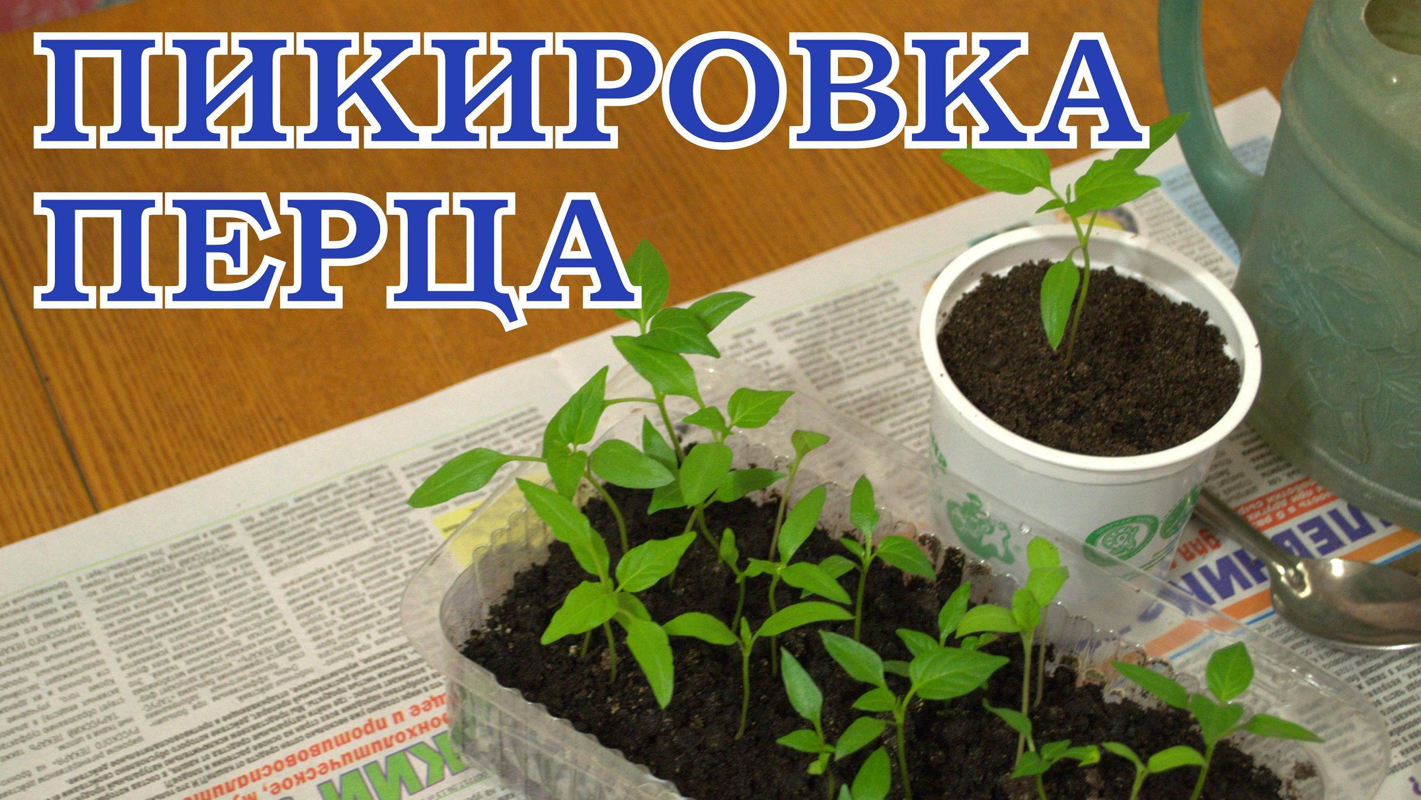 Как правильно выращивать рассаду перца в домашних условиях? - дачные советы.ру