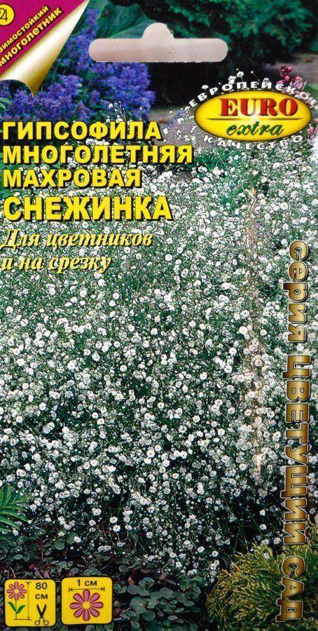 Гипсофила многолетняя: посадка и уход, фото, размножение сорта, выращивание в открытом грунте и сочетание в ландшафтном дизайне