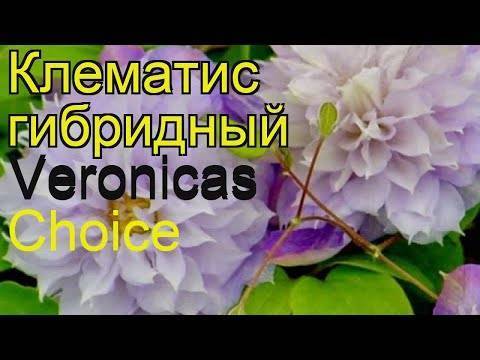 Клематис инносент блаш группа обрезки