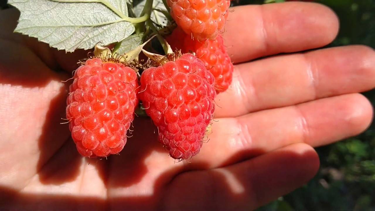 Сорт гордость россии: малина со вкусом лесных ягод