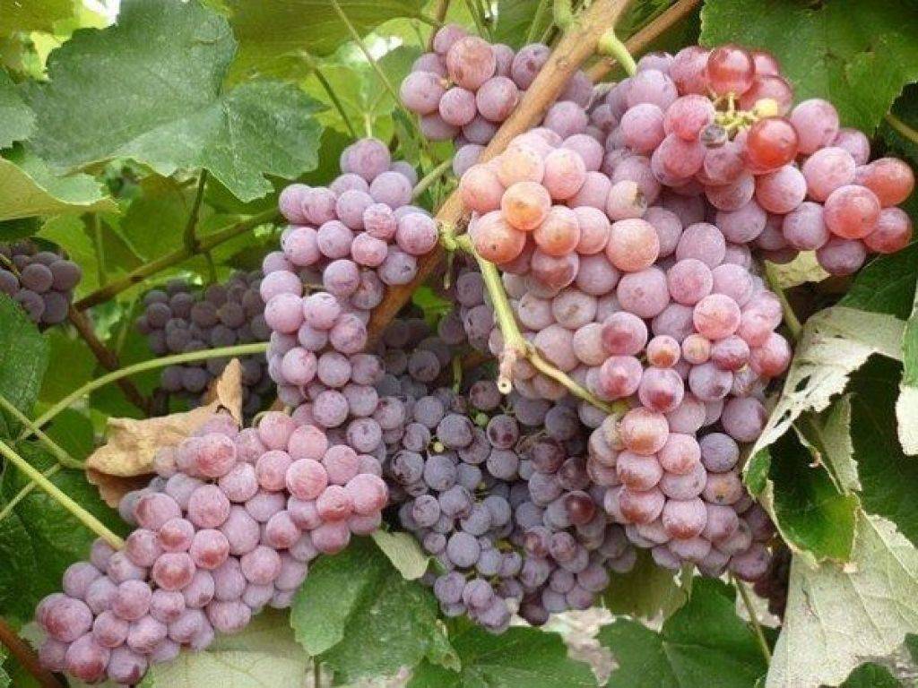 Зимостойкие, неукрывные сорта винограда для подмосковья, описание и фото