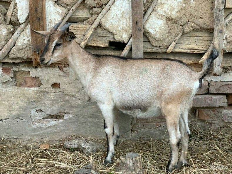 Альпийские козы: описание и характеристика пород с фото