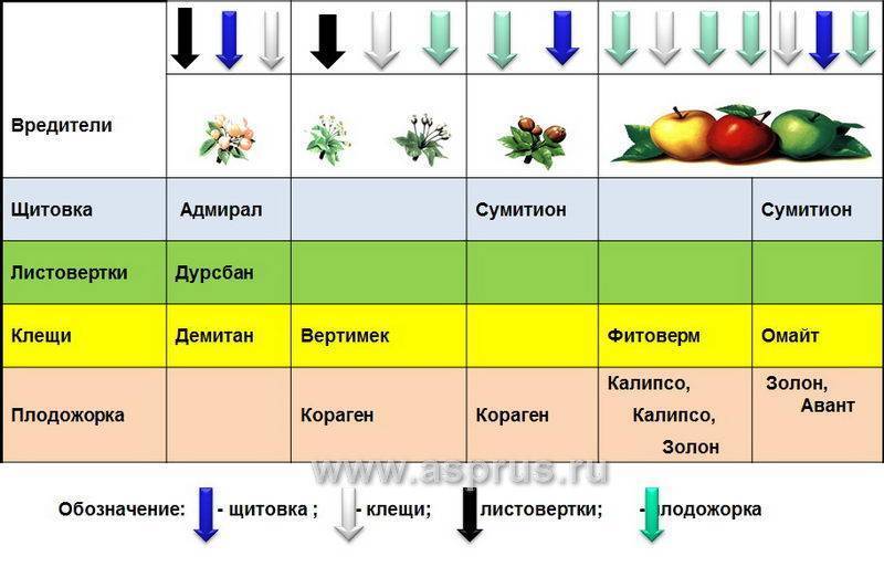 Когда можно обрабатывать яблони от вредителей. Схема обработки яблонь от болезней и вредителей. Схема опрыскивания плодовых деревьев весной. Система защиты яблоневого сада от болезней и вредителей. Схема защиты яблони от болезней и вредителей.