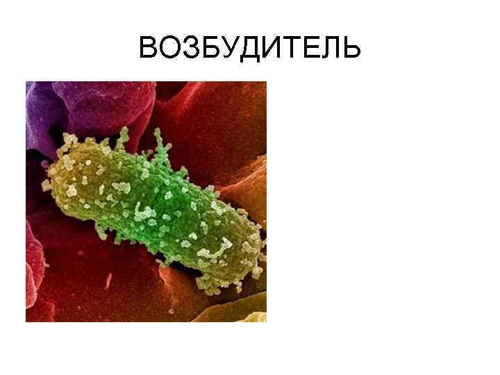 Дизентерия: симптомы и лечение, профилактика