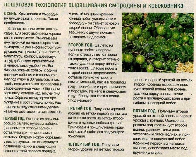 Подкормка крыжовника весной – что и сколько нужно вносить + видео