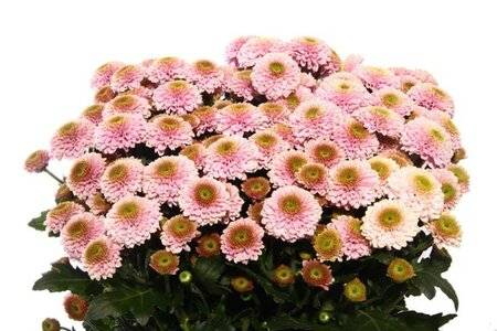 Хризантемы (chrysanthemum). описание, виды и уход за хризантемой - флористика на "добро есть!"