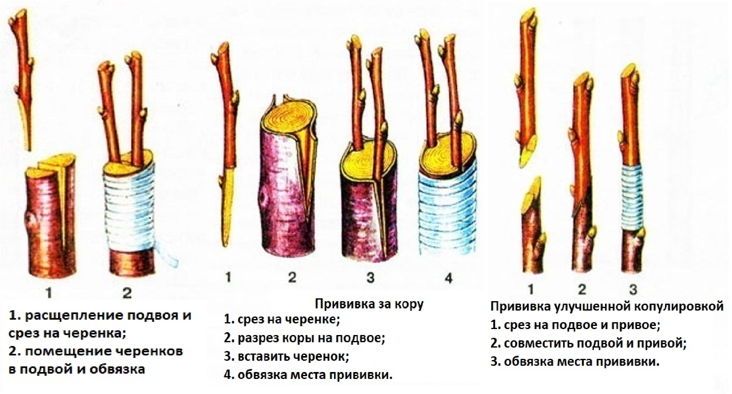 Размножение яблони: черенками, отводками, осенью и весной
