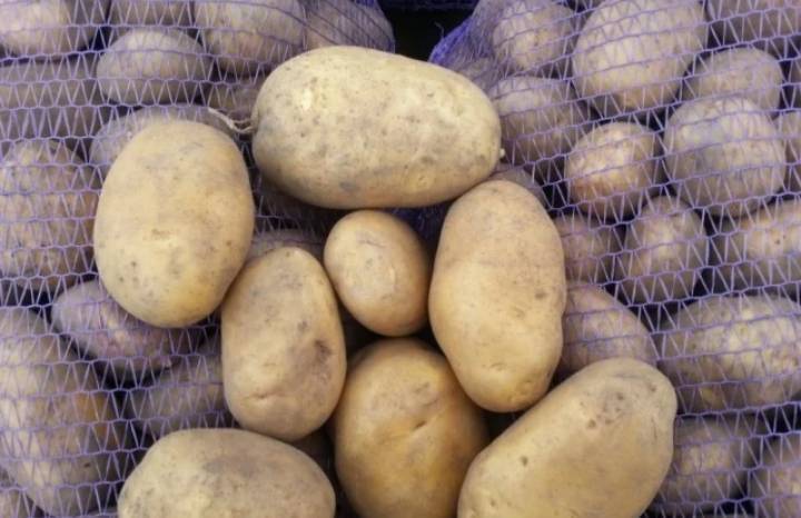 Картофель "бриз": описание сорта + сорт картофеля бриз фото