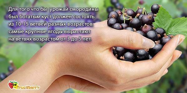 Полезные свойства красной и белой смородины + простые рецепты