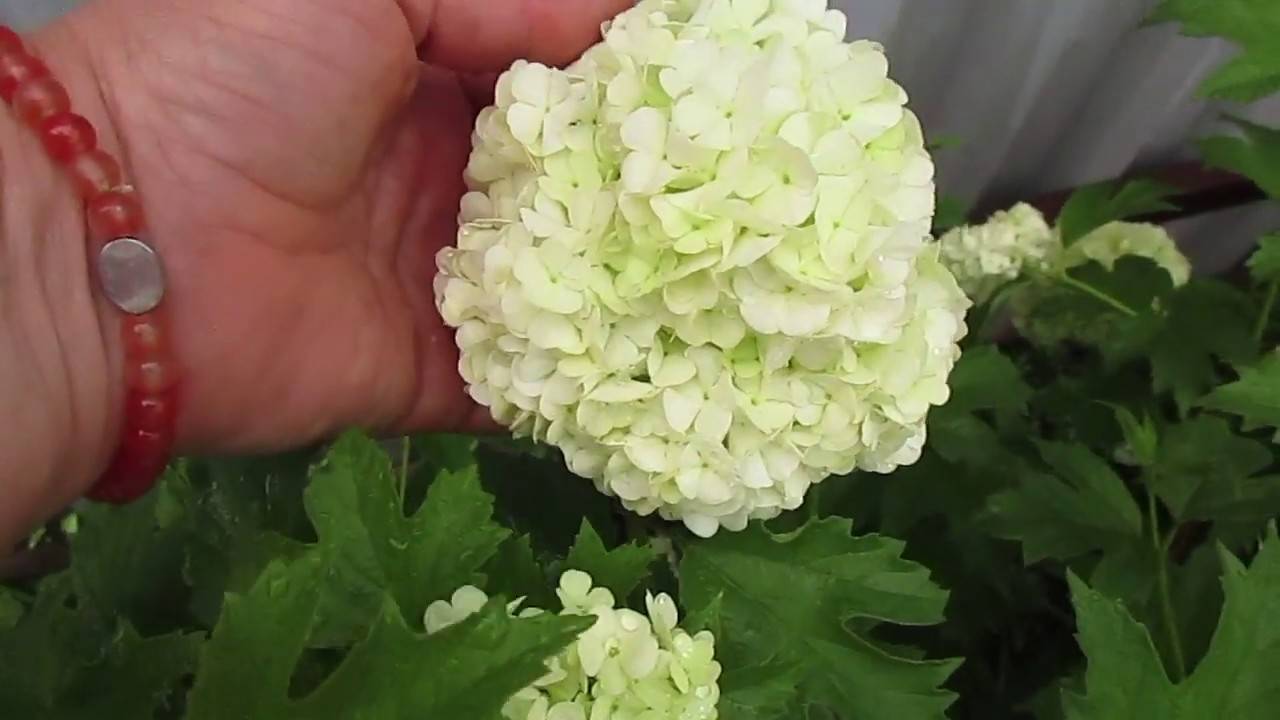 Древовидная гортензия: как вырастить мечту каждого садовода