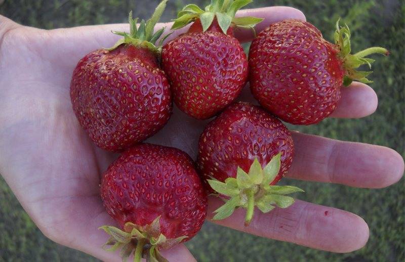 Клубника дукат: описание сорта, отзывы, фото, посадка