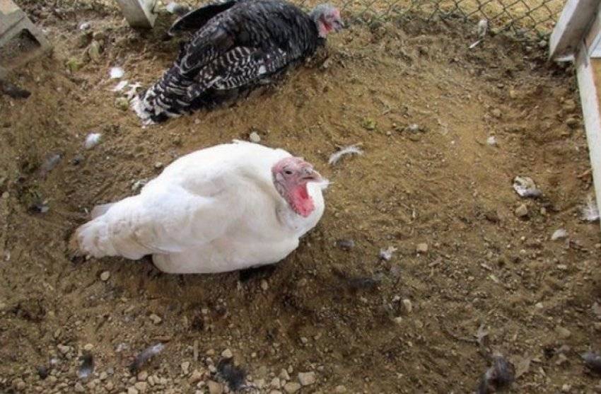 ✅ почему индюки клюют перья друг у друга. что делать, если индюшата клюют друг друга до крови? - cvetochki-ulyanovsk.ru