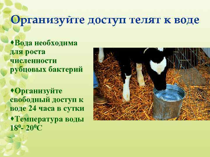 Ветеринария крс | здоровье коровы - основа прибыли