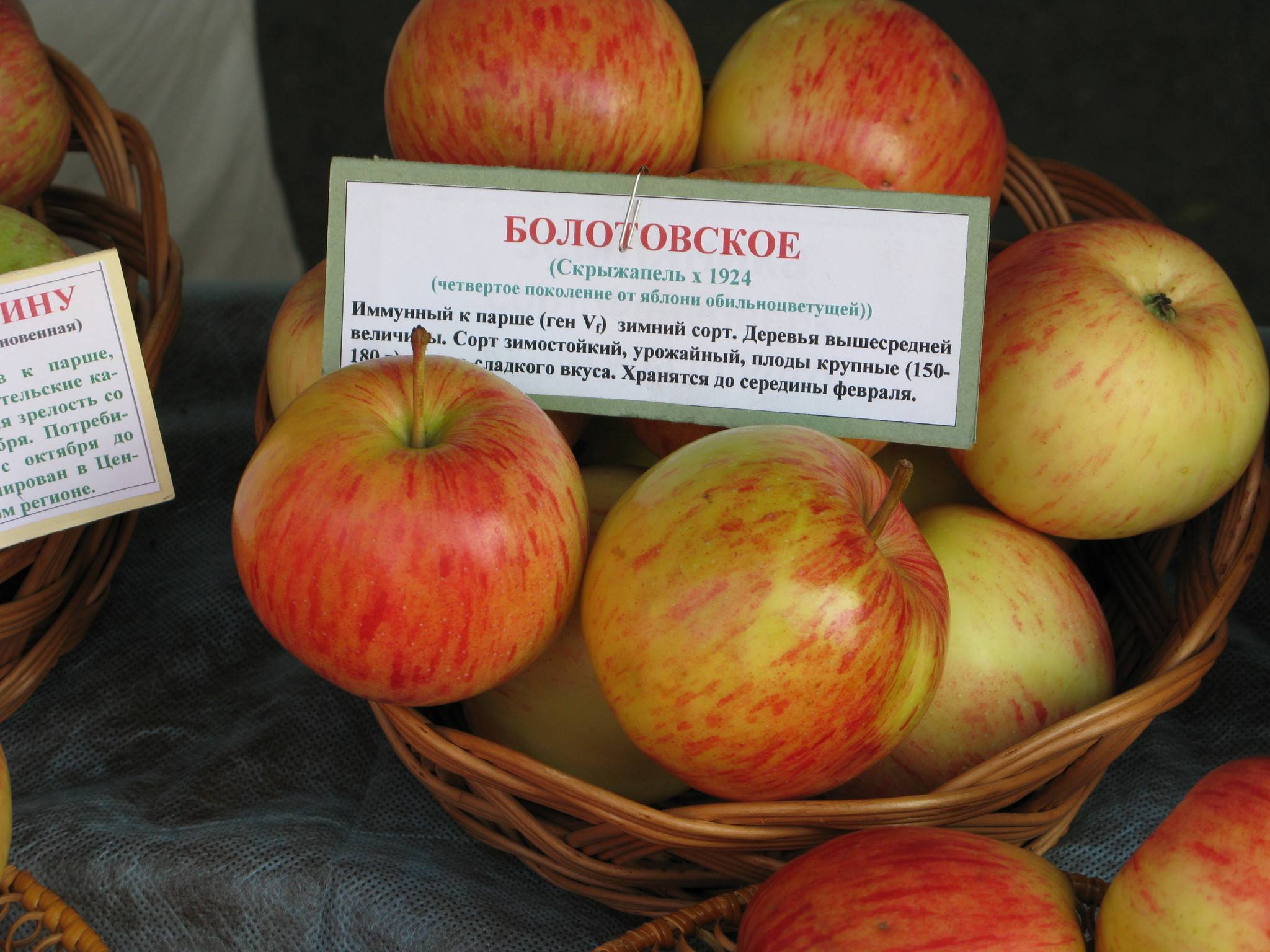 Сорт яблок Болотовское